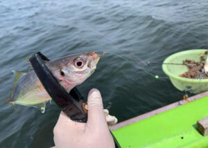 関東エリアでのLTアジ釣果が話題沸騰!快釣の秘訣は?