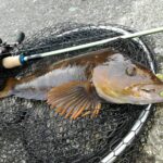 退屈知らずのアブラコ釣り！登別海岸での究極の釣り体験