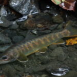 木曽川水系の渓流釣りポイントを徹底紹介!