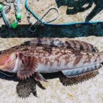 寒い冬でも狙える!アイナメ釣りのコツとおすすめワーム紹介