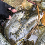 「釣りの達人が語る、渓流の女王ヤマメの魅力」