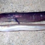 夏の夜はアナゴ釣りで夜釣りを楽しもう!