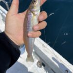 7月の夜釣りに挑戦！岸から釣れる美味しい魚5選