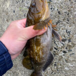 東北のサーフフィッシング愛好家必見!GWにアイナメ釣りに挑戦するための秘訣とは?