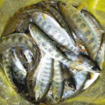 「地元の釣りファンも大興奮!和歌山のアマゴ釣り大会の様子をお届けします」