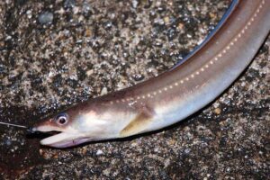 夜に活動するアナゴを狙えるポイント選びのポイントとは?