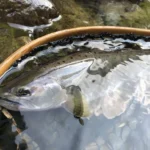 「軽井沢で楽しむヤマメ釣り！おすすめルアーとテクニック」