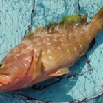 落とし込み釣りでアコウに挑戦する魅力を探る