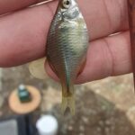 ヤリタナゴとアブラボテの婚姻色に期待!長良川でのタナゴ釣り楽しみ方とは?