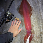 ケンサキイカ釣りのプロが伝授!爆釣必至のマル秘テクニックとは!?