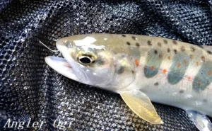 気良川特別漁場で繰り広げられた熱戦、アマゴ長寸競いに注目！