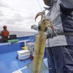 ヤリイカ釣りの穴場!茨城・那珂湊沖で大漁を狙え!