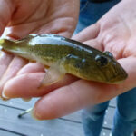 初心者向け!ミャク釣り講座で簡単に始めよう!