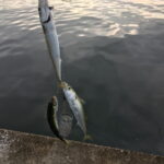 「夏休みに豆アジ釣り！舞鶴市白杉で親子楽しむ」