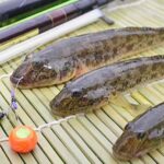 「ハゼ釣り初心者必見！河口域での成功法を徹底解説！」