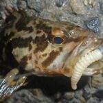 三重県の絶好の釣りスポット!四日市港で楽しむ釣り仲間との一日