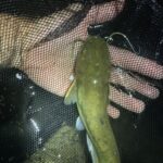 「琵琶湖でのウナギ釣り、6連続ボウズ!珍魚・イワトコナマズGET!」