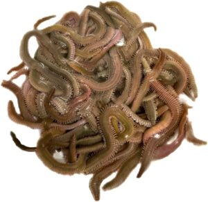 「アオイソメはどんな釣り方でも使える!その使い方と効果を解説」