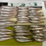 釣り人800人が選ぶ！夏に釣りたい魚TOP5で1位に輝くのはキス！