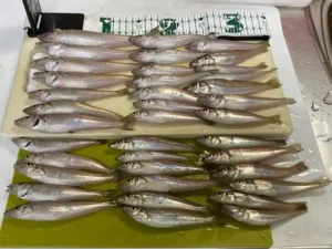 釣り人800人が選ぶ！夏に釣りたい魚TOP5で1位に輝くのはキス！