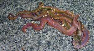 アオイソメの房掛けでのぶっこみ釣りは必見！オススメの釣りスポットも紹介