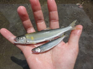 投げ釣りも楽しめる!琵琶湖本湖のコアユ釣りに挑戦する方法