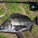 上天草で夜のウキ釣り!52cm大型チヌをゲットした興奮体験