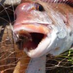 三重・愛知で注目の釣果!アオイソメを使ったミャク釣りで豊漁続々