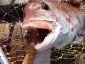 三重・愛知で注目の釣果！アオイソメを使ったミャク釣りで豊漁続々