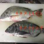 釣り人必見!チヌとキビレの見分け方がわかるアイテム紹介
