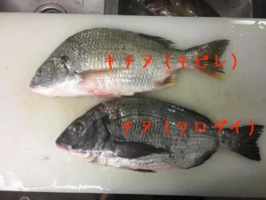 釣り人必見!チヌとキビレの見分け方がわかるアイテム紹介