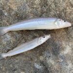 ちょい投げ釣りのコツや仕掛けを解説!キスが釣れるポイントとは