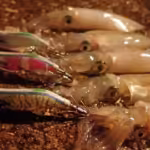 夜の涼しい風に吹かれながら楽しむ「ライトエギング」を体験しよう！