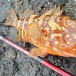 北勢～駿遠でキジハタ５６センチが新たに出現！釣り好き注目の話題