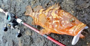 北勢～駿遠でキジハタ５６センチが新たに出現！釣り好き注目の話題