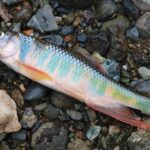 二本毛バリでのテンカラ釣りが盛り上がる！入間川での清流釣りの魅力