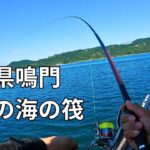 徳島・ウチノ海でサヨリが例年より豊富!釣り人の期待高まる