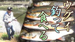 “残念な”と思われがちなウグイ、実は意外な魅力がある!