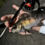 神奈川で爆釣!野島防波堤でのカサゴ釣りが話題に