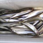 「入れ食い状態!大樹ホロカヤントーで満喫するワカサギ釣りの楽しみ方」