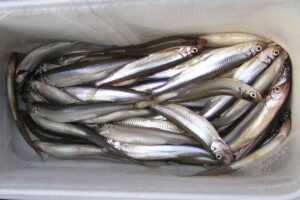 「入れ食い状態!大樹ホロカヤントーで満喫するワカサギ釣りの楽しみ方」