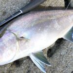 家族旅行の思い出に残る一コマ!東京の離島でのカンパチ釣り