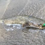 「水面爆発で大興奮!昼間に狙うナマズのルアー釣りの魅力」