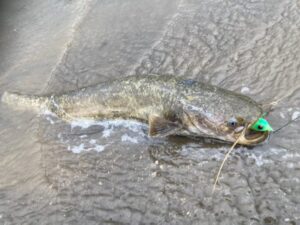 「水面爆発で大興奮！昼間に狙うナマズのルアー釣りの魅力」