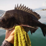 釣り速報！三重で楽しむダンゴ釣りのマダイとクロダイ事情