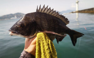 釣り速報!三重で楽しむダンゴ釣りのマダイとクロダイ事情