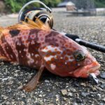 エギングロッド流用！ライトロック釣行の魅力と釣り方