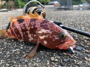 エギングロッド流用!ライトロック釣行の魅力と釣り方