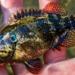 渓流の宝石、オヤニラミ:十津川水系での釣りと生息域拡大について