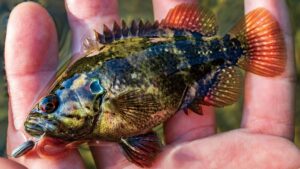 渓流の宝石、オヤニラミ:十津川水系での釣りと生息域拡大について